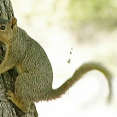 Marmotti eli maaorava.