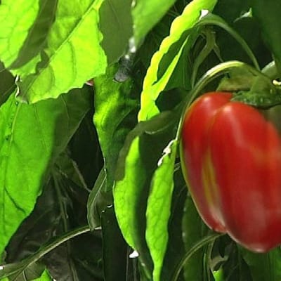 Paprika kasvaa kasvihuoneessa.
