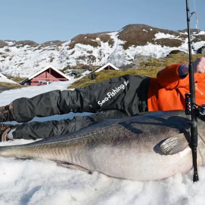 Saksalainen kalastaja Michael Eisele poseeraa 47 kiloa painavan turskan kanssa Norjan Sørøyassa.