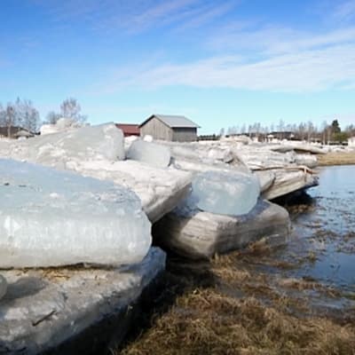 Jääpato Pyhäjoessa.