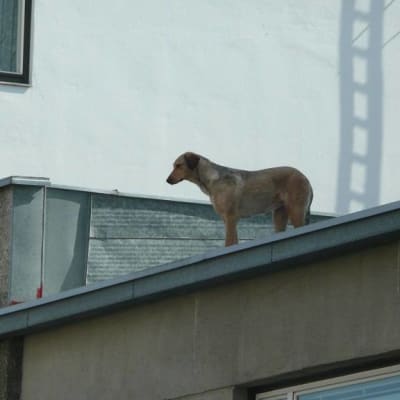 Koira katolla