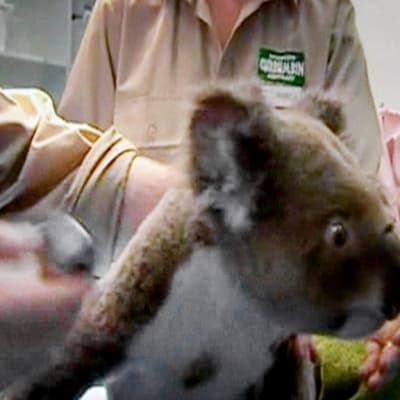 Metsäpalossa loukkaantunutta koalaa hoidetaan Australiassa.