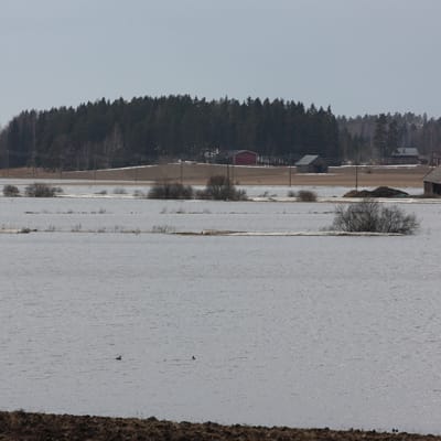 Pellot ovat tulvaveden vallassa. Loimijoki tulvii Loimaan Alastarolla.