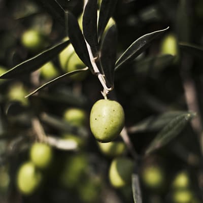 Oliivi oliivipuussa.