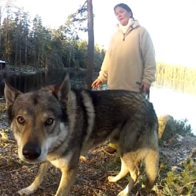 Suski Turkkila, WolfDogs ry:n pj.
