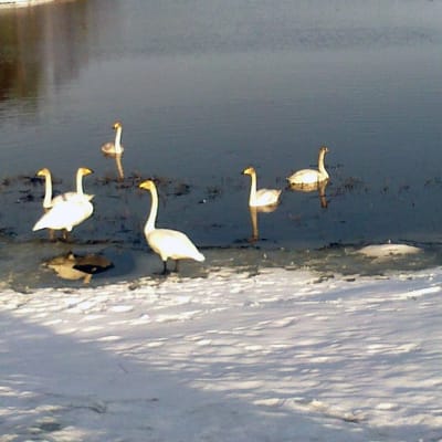Trumpeter swans in Muonio