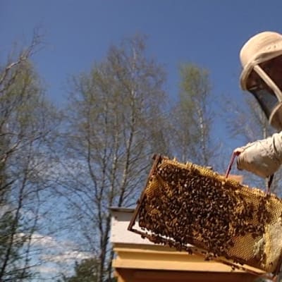 Mehiläishoitaja työssään.