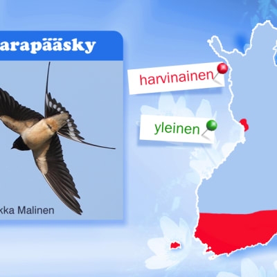 Kuva haarapääskystä ja Suomen kartta.