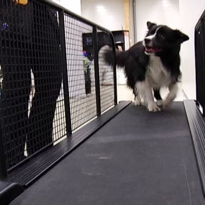 Bordercollie testaa juoksumaton.