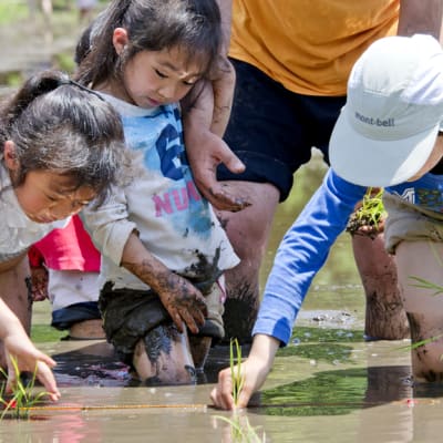 Japanilaisia lapsia istuttamassa riisiä Tokion itäpuolella sijaitsevassa Isumin kaupungissa toukokuussa 2011.