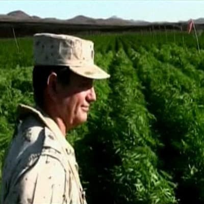 Meksikolaissotilaiden löytämä 120 hehtaarin kokoinen marihuanaviljelmä.