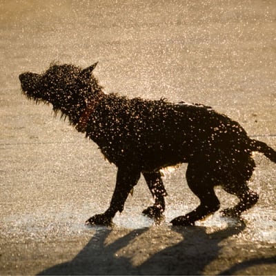 Kesäkuvakisan 2011 voittajakuva. Koira ravistelee turkkiaan laiturilla. Vesipisarat roiskuvat.