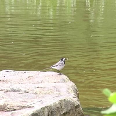 Västäräkkipesueet ovat olleet runsaat.