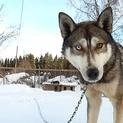 Siperian husky