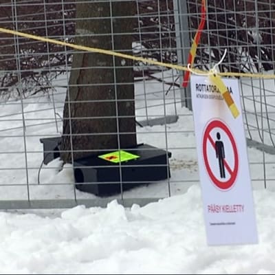Rottia pyydystetään Tampereen Sorsapuistossa.