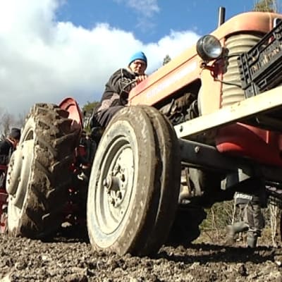 Mies ajaa traktoria perunapellolla.