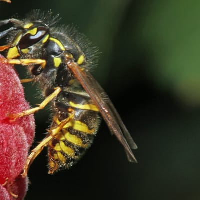 Kuvassa vadelmaa syövä ampiainen. 