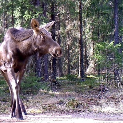 hirvi
