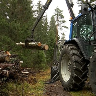 Puita siirretään traktorin lavalta puupinoon kuivumaan