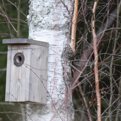 Linnunpönttö koivussa