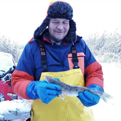 Jukka Toivonen, kuha, kalastus