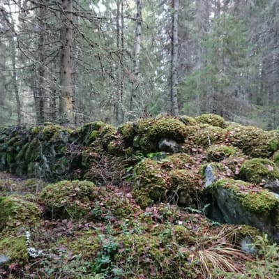 Kiviaitoja Holampin tien varrella. Luonnonperintösäätiö osti Porin Ahlaisissa sijaitsevan alueen vuonna 2019.