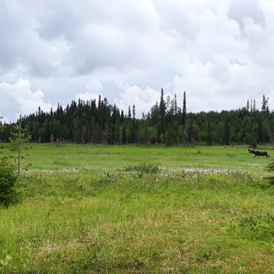 Poroja välipintaletolla Sallan Possolinaavalla.