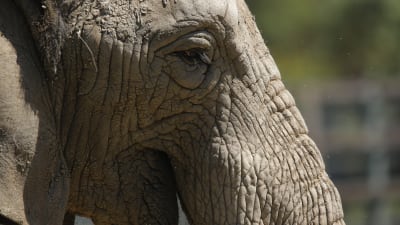 En närbild av en elefants huvud.