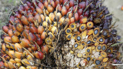 Ett knippe med skördad palmfrukt från Indonesien.