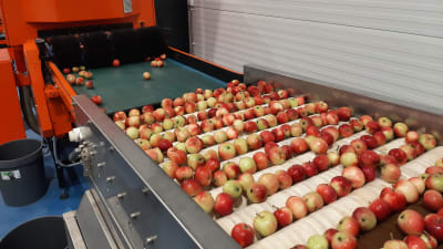 äpplen sorteras i ett lager.