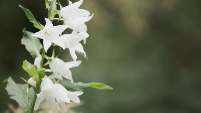 Valkoinen ukonkello, kuvattu Hörtsänän arboretumissa Orivedellä.