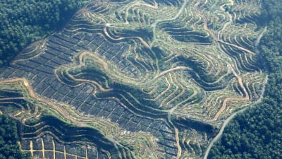Palmuöljyviljelys raivattu viidakkoon Indonesiassa. 