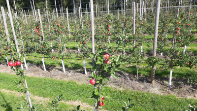 Röda äpplen i långa trädrader på en äppelodling.