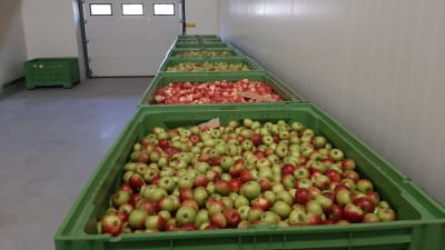Äpplen lagras i stora gröna lårar i en lagerhall.