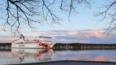 Silja Lines Baltic Princess, i sina vita, rosa och röda färger glider förbi Beckholmen i Åbo.  Trädgrenar utan löv hänger ner från ett träd på stranden där bilden tagits.