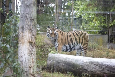 Tiger i bur på Hgholmen.