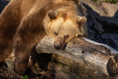 En björn sover på en stock.