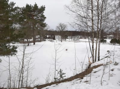 En snöig öppen plats omgiven av unga björkar och tallar, där det kan byggas nya hus.