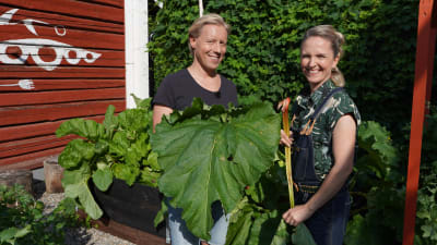 Niklas Aldén ja Lena Gillberg seisovat rehevässä puutarhassa kädessään raparperinvarsia.