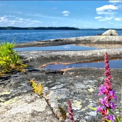 Rantakallion lätäköitä ja kasvillisuutta
