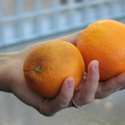 Pilaantuvia appelsiineja kädessä
