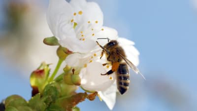 Ett honungsbi samlar pollen från en körsbärsblomma