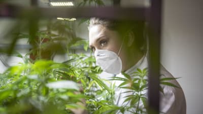 En kvinna i munskydd går inne i en cannabisodling och tittar på cannabisplantor.