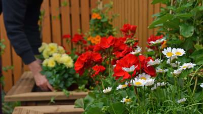 Färgglada blommor. I bakgrunden en person som planterar en blomma.