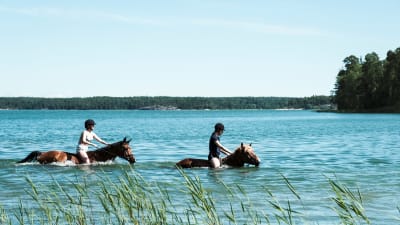 Två ryttare simmar med hästar.