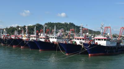 Kinas fiskeflotta är den överlägset största i världen. Allt fler trålare är tillräckligt stora för att de ska kunna segla långt bort från hemlandet.