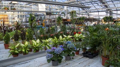 Grönväxter och blommor står uppradade till försäljning i ett växthus.