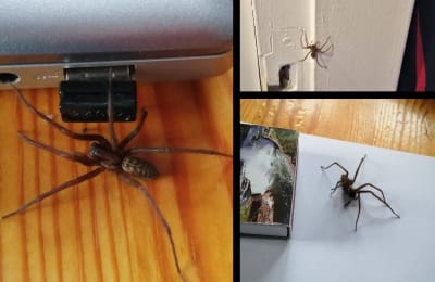 Tre bilder på en stor spindel med avlång kropp och kraftiga ben.