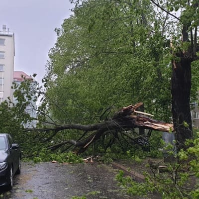 Violankadulla Helsingissä myrskyssä kaatunut iso lehtipuu tien päällä.