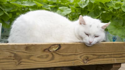 En vitt katt i en blomsterlåda. 